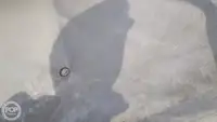 کانٹینر جہاز فروخت کے لیے