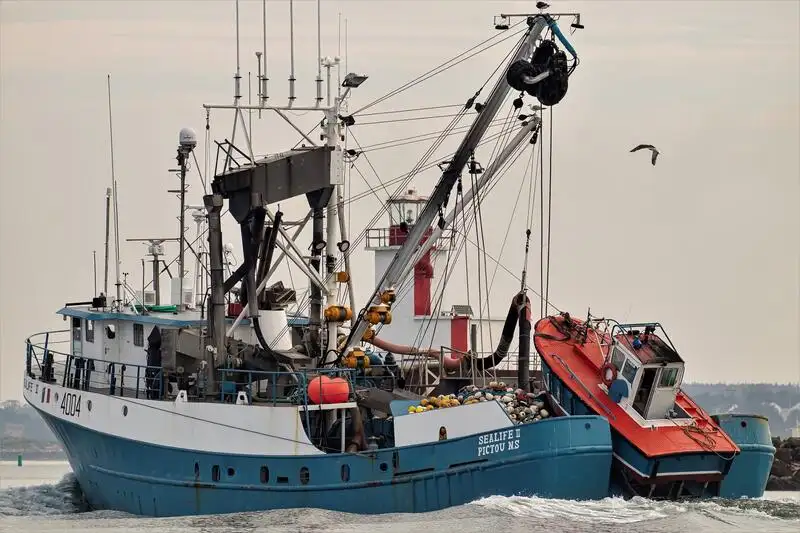 دیکھنے والا فروخت کے لئے