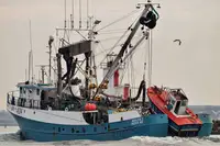 دیکھنے والا فروخت کے لئے